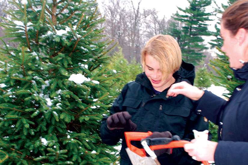 The family Christmas tree became my task