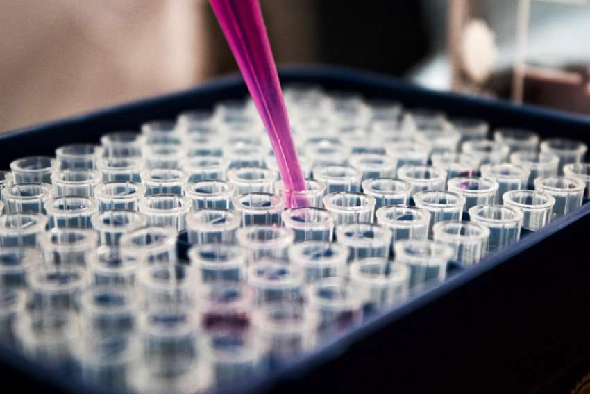 Bioethicist responds to Japan's approval of human-animal hybrid research