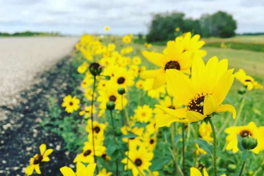 Barefoot and Preaching: Make space for wildflowers of the soul