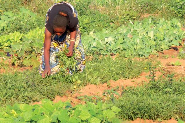 Jesuits turn back clock on farming methods