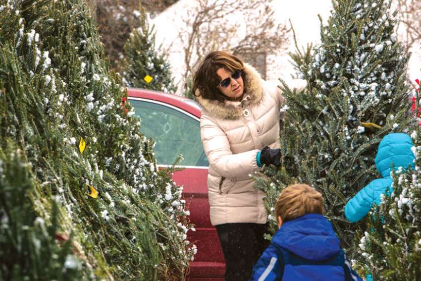 Dreaming of a greener Christmas in a post-'Laudato Si' Church
