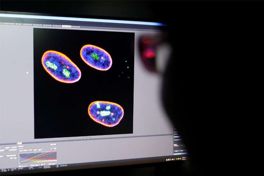 14-day limit prohibition for human embryo research abandoned