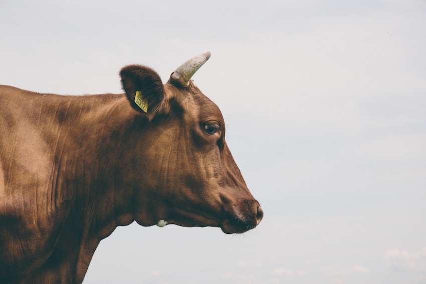 Speaking Out: Lessons from a family parable