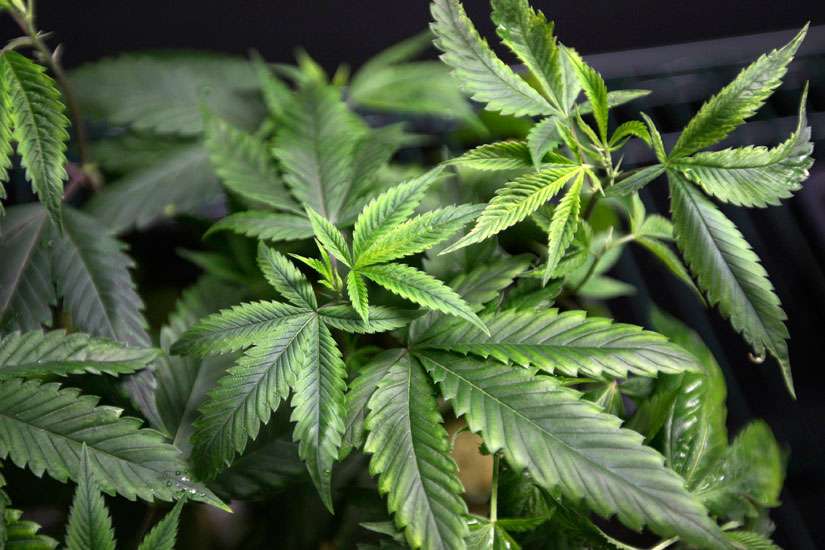 Oklahoma Bureau of Narcotics jumps into Bible, pot debate