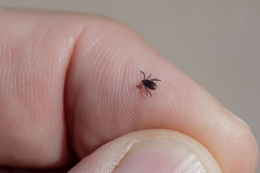 Clock is ticking to treat Lyme in time