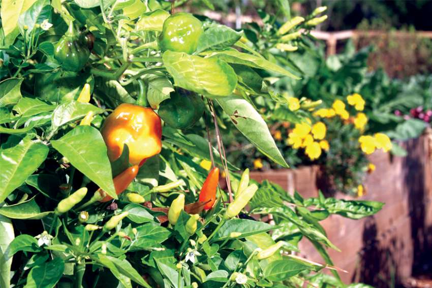Leah Perrault: Cultivating curiosity in God’s gardens
