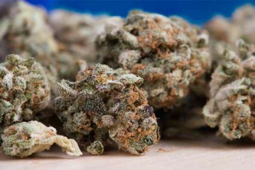 Legal marijuana will have 'disastrous effects,' Canadian bishops say