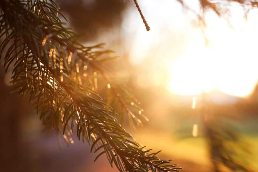 God's Word on Sunday: We need gift of wisdom to see the light