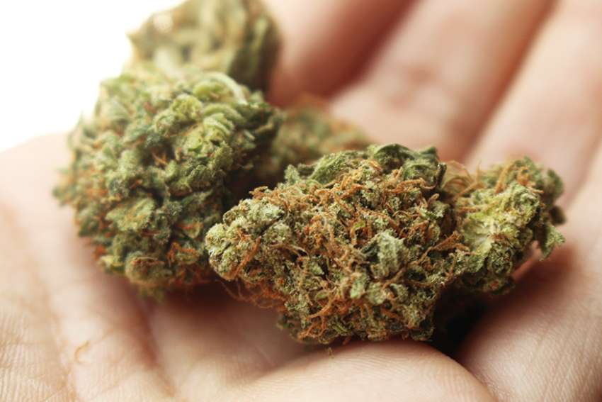 Legal marijuana in Canada will break international treaties, warns pro-family women's group