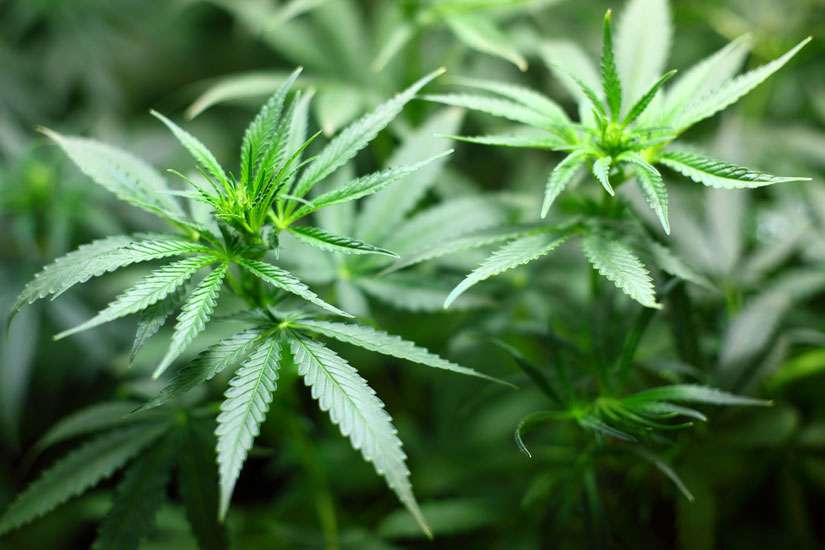 Arizona bishops oppose legal marijuana initiative headed for ballot