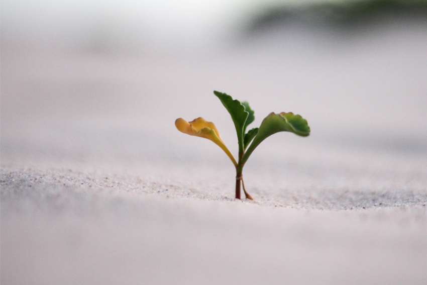 God's Word on Sunday: Spiritual growth requires taking risks