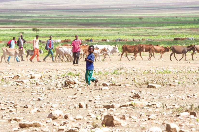 Catholic agencies plead for help as Ethiopian drought crisis worsens