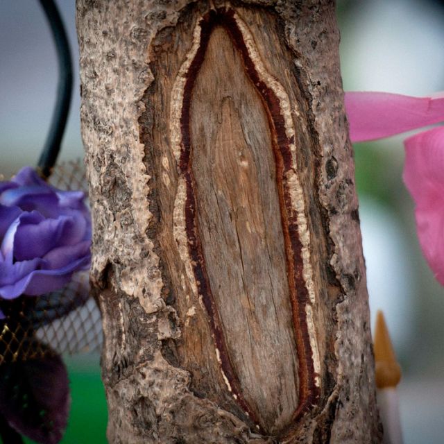 Crowds flock to New Jersey tree with a scar some claim resembles Mary 