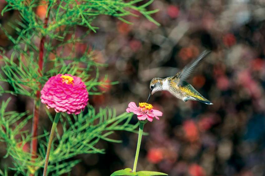 Angela Saldanha: On wings and a prayer, birds delight the soul