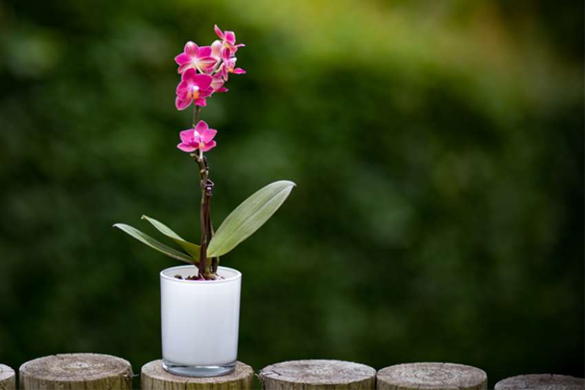 Gerry Turcotte: Life’s adversities call forth the bloom