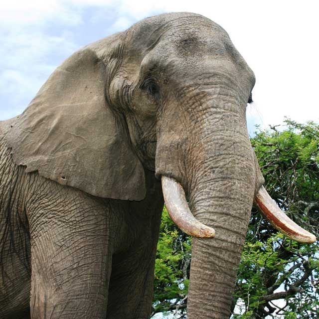 National Geographic story links Philippine priest to ivory smuggling 