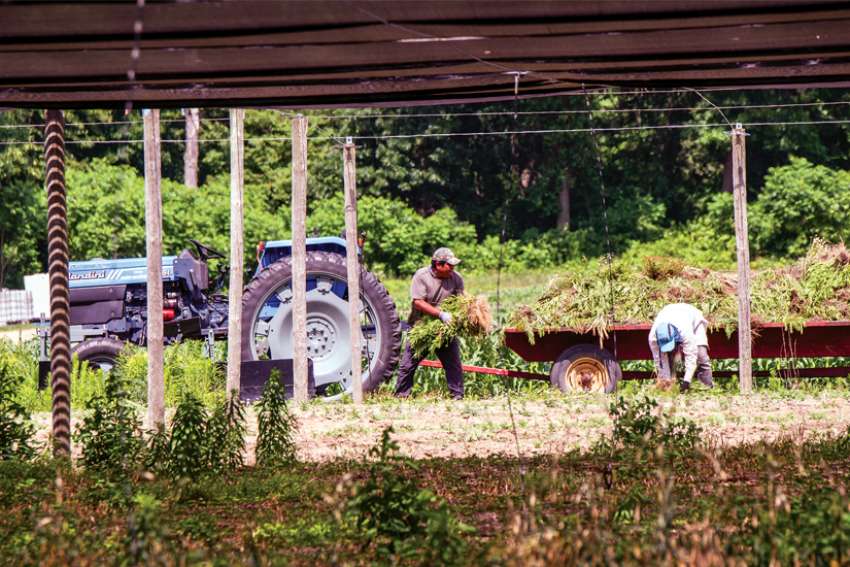 Diocese seeks status in farm labourers’ appeal