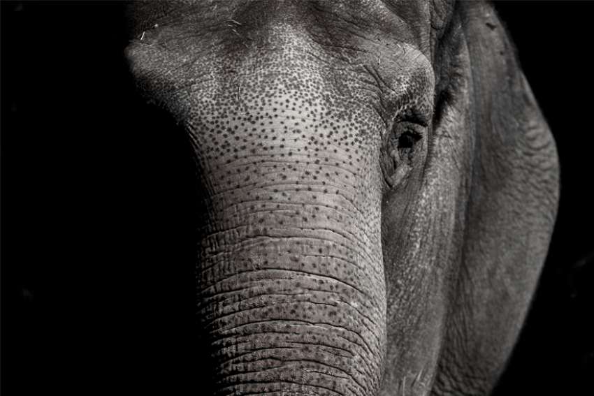 The law, theology ...  and Happy the elephant