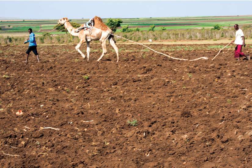 CNEWA sends out new appeal for drought-stricken Ethiopia