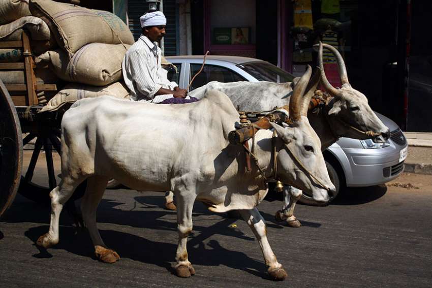 Indian church leaders protest vigilante killings to protect sacred cows