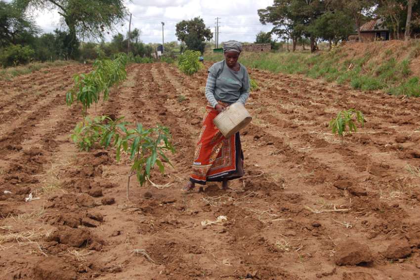 As Kenya's government lifts ban on GMOs, some bishops express reservations