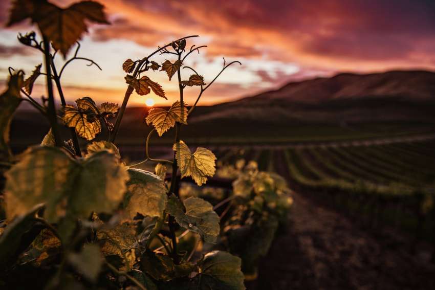 God's Word on Sunday: We have failed to use God’s fruits wisely
