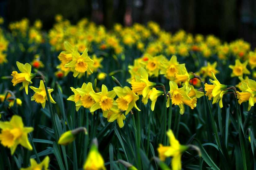 Spring points us to the Resurrection