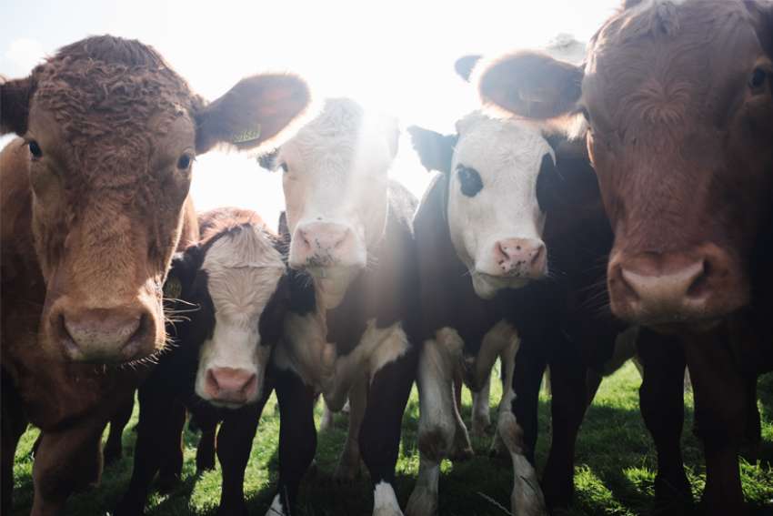 Glen Argan: Pandemic should give us food for thought