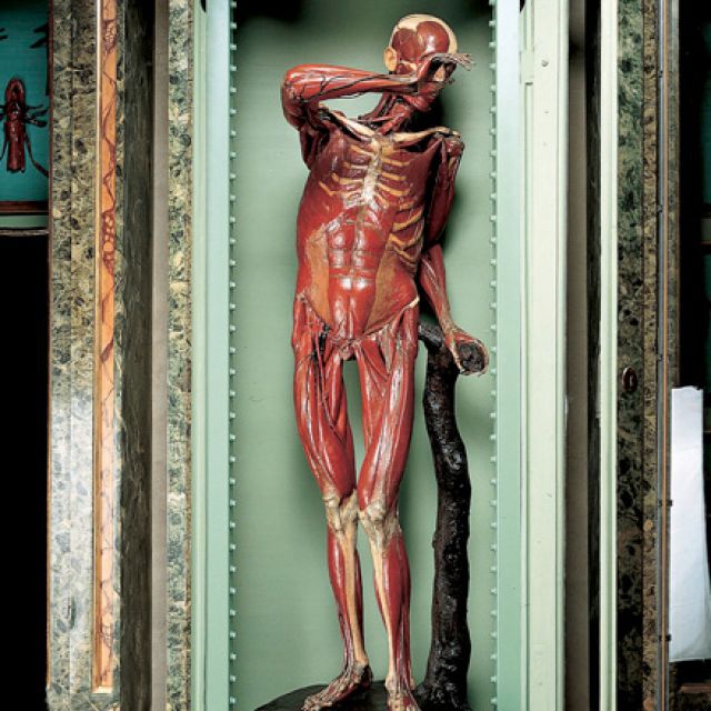 Cutting-edge science: the church and the study of human anatomy 