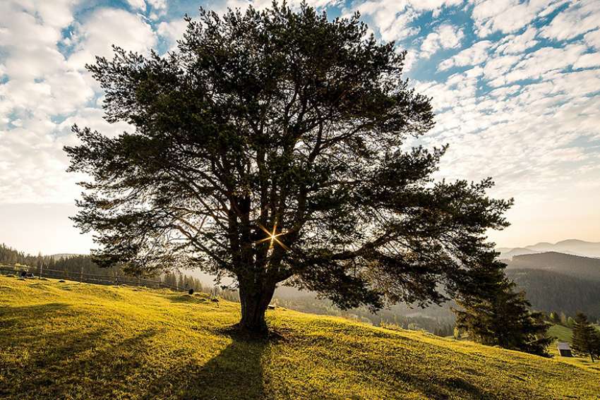 God's word on Sunday: We can foster growth of God’s kingdom