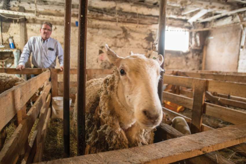 Resilient community farms provide ‘living’ nourishment