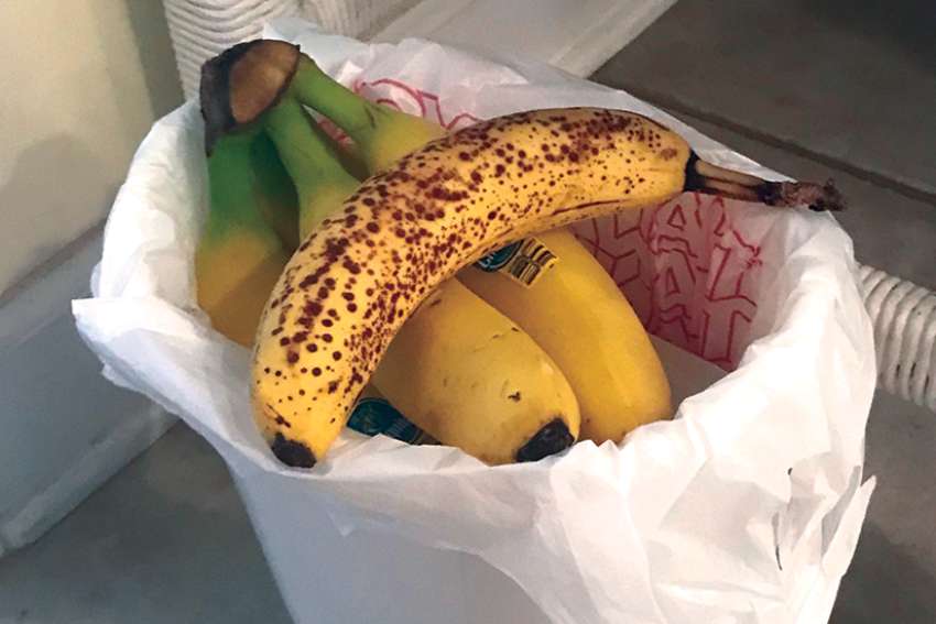 Cathy Majtenyi: Yes, today we wasted 555,000 bananas