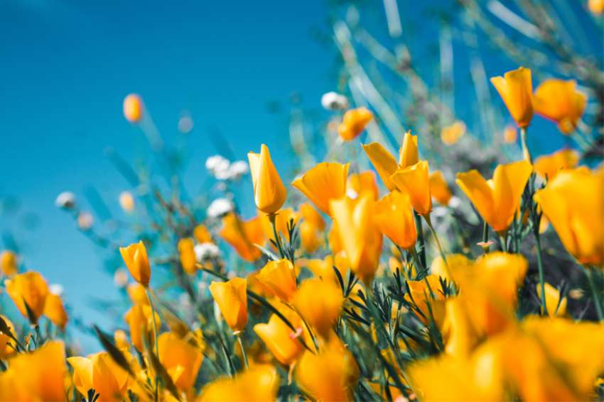 Speaking Out: Seeking spring rejuvenation