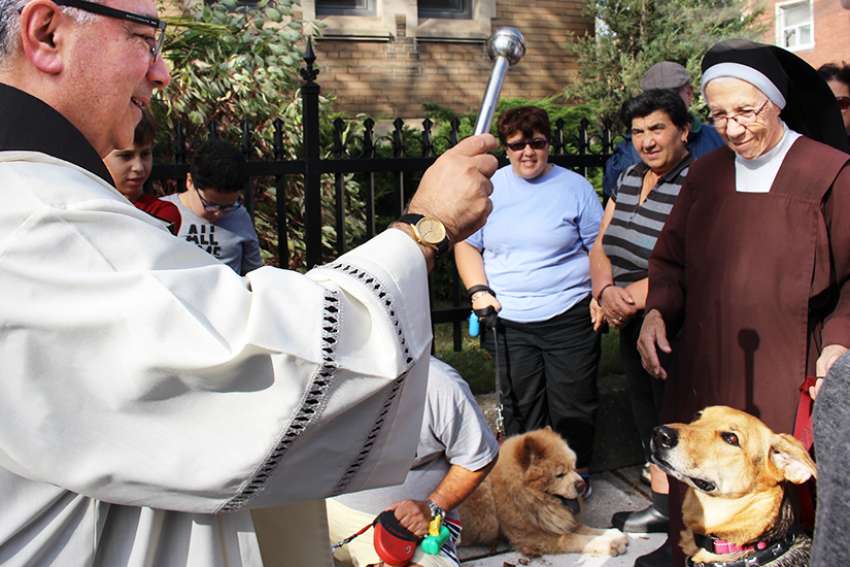 Pets granted a little taste of Heaven