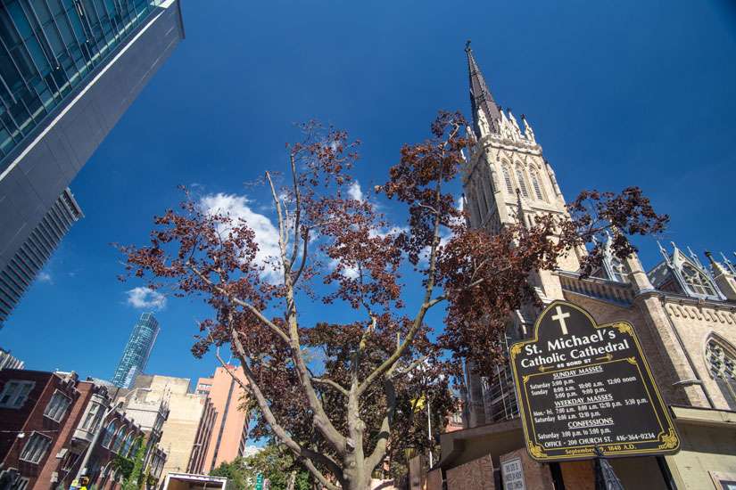 A Cathedral’s glory