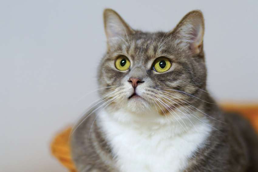 Gerry Turcotte: Scratching the surface of cat psychology