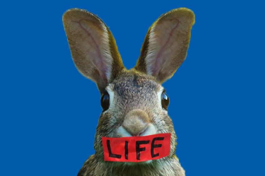 Editorial: Hare-brained rule