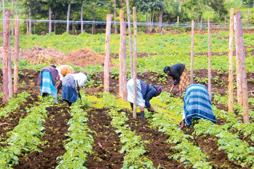 Chalice takes on roots of poverty