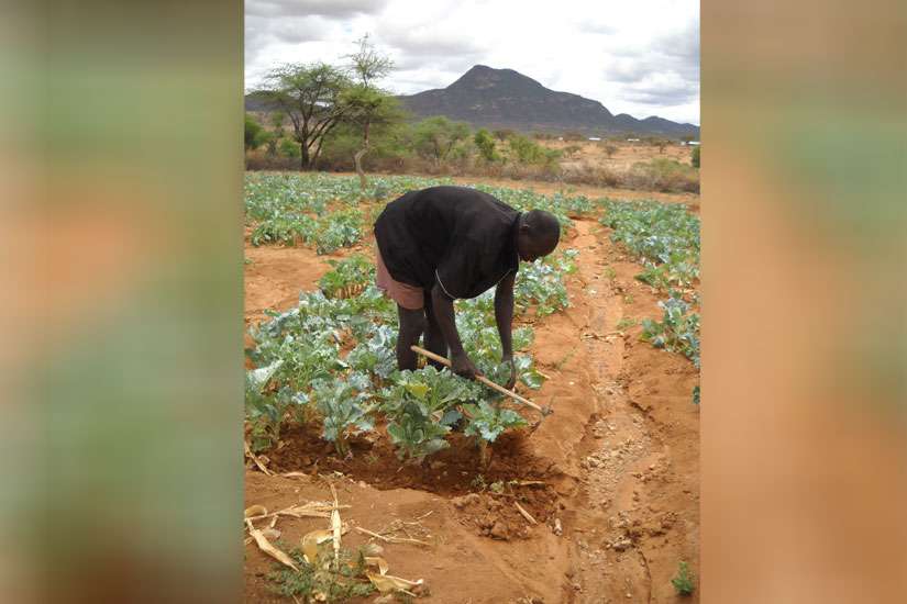 Kenya’s Catholic Church to fight hunger by farming its vast land reserves