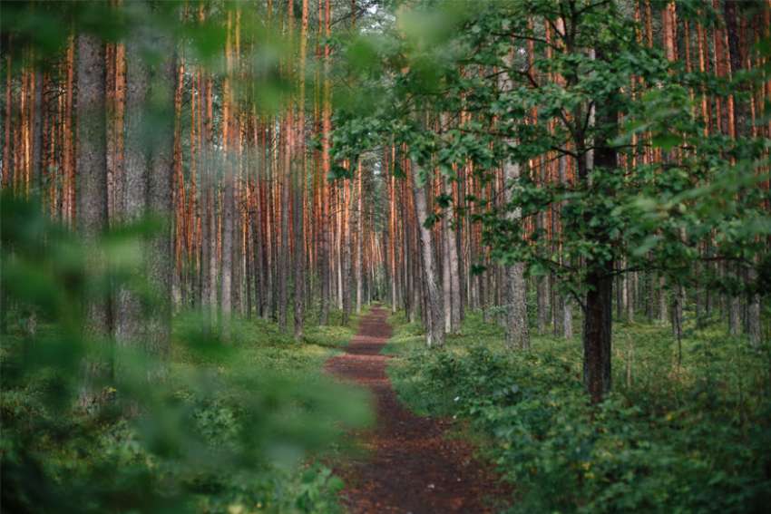 God's Word on Sunday: There are no shortcuts on divine path