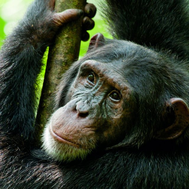 Catholic Movie Reviews - Chimpanzee, Cabin in the Woods, Lucky One, Lockout, Think Like a Man 