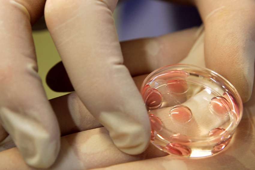 UK bishop denounces new IVF method resulting in first baby born with DNA of three people