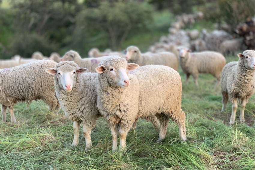 God's Word on Sunday: The Good Shepherd will not let us down