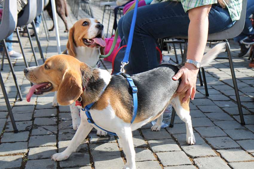 Research can never break my canine bond