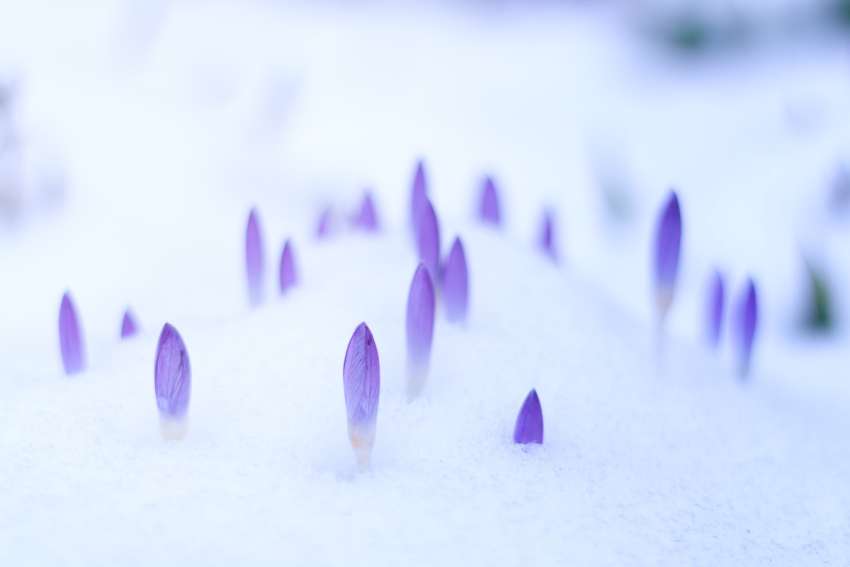 Attending to the seeds of intention