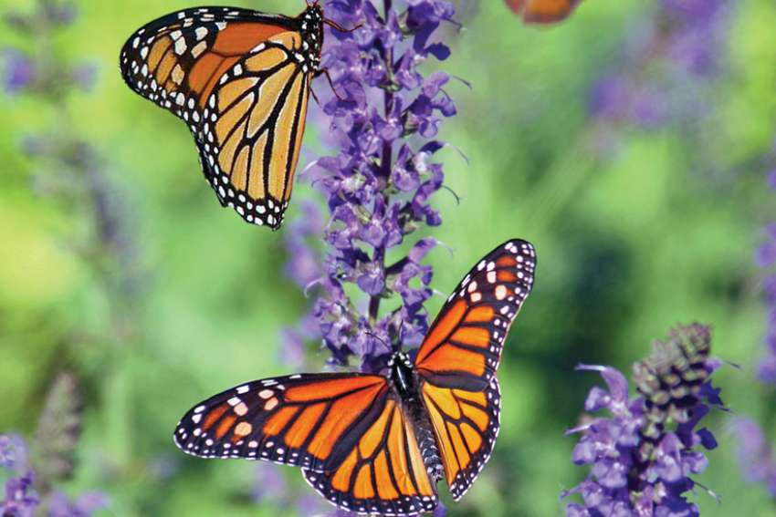 Discovering the Creator in the backyard