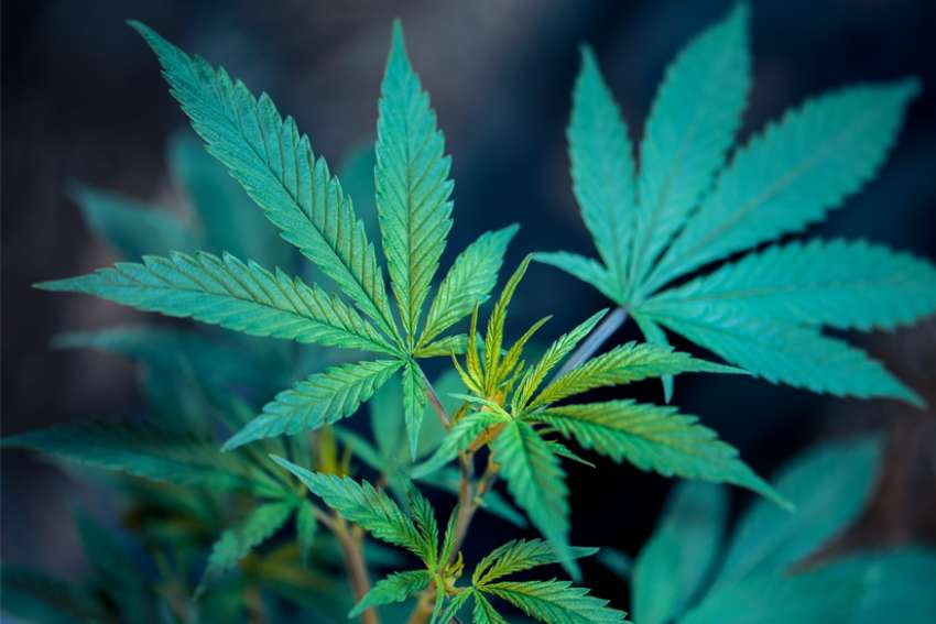 Editorial: Law goes to pot