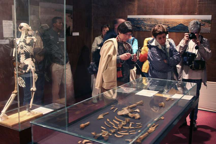 Humanity's ancestors: Lucy, Toumai and the evolving journey of prehumans