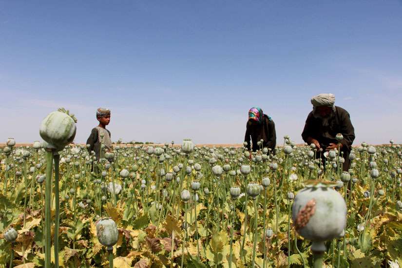 Mexican bishop calls for compassion for people growing opium