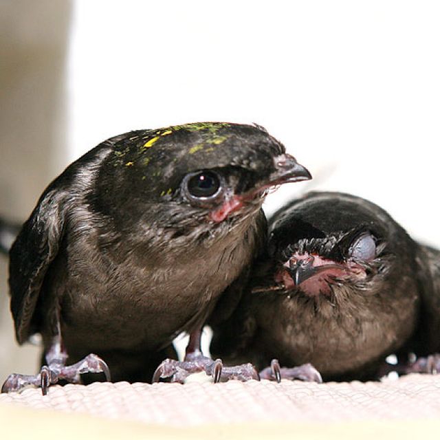 Chimney swifts a 'beautiful aspect' of King's University campus